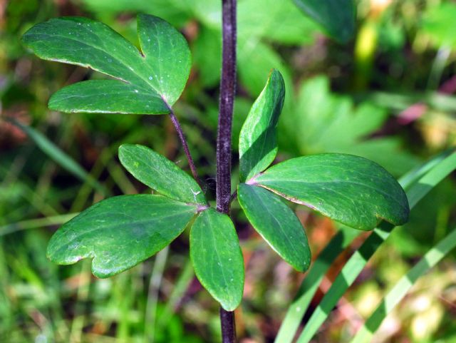 Mi ricorda un''Aquilegia ...e lo  !